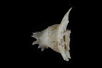 藏品(皮氏花仙螺)的圖片